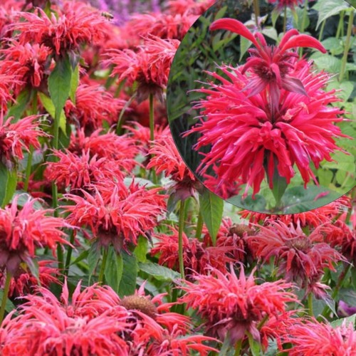 Monarda 'Gardenview Scarlet' - Monarda 'Gardenview Scarlet' P9/0,55L